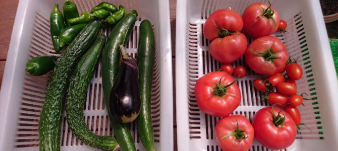 栽培日誌-20160717