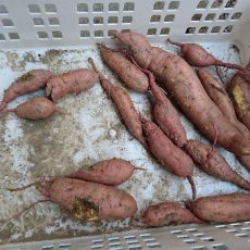 サツマイモ（安納芋）の収穫