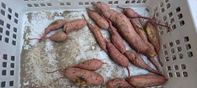 サツマイモ（安納芋）の収穫