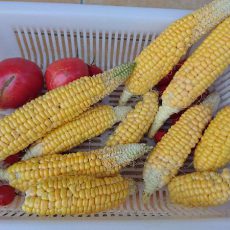 栽培日誌-20160806