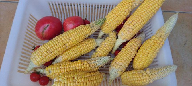 栽培日誌-20160806