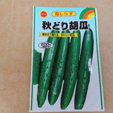 秋どりキュウリの播種
