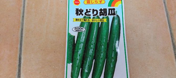 秋どりキュウリの播種