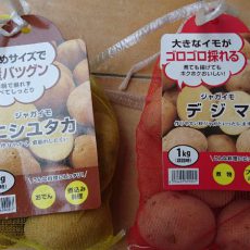 ジャガイモ（デジマ、ニシユタカ）と大根（与作）の定植