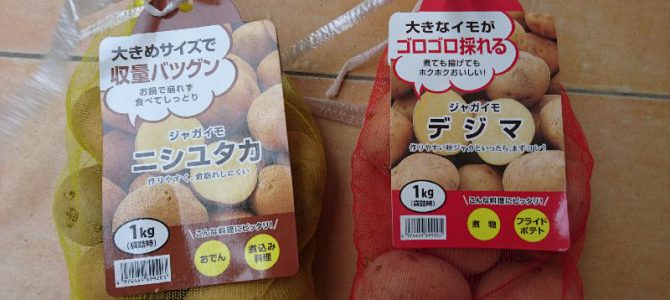 ジャガイモ（デジマ、ニシユタカ）と大根（与作）の定植