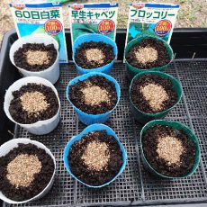 白菜、キャベツ、ブロッコリーの播種