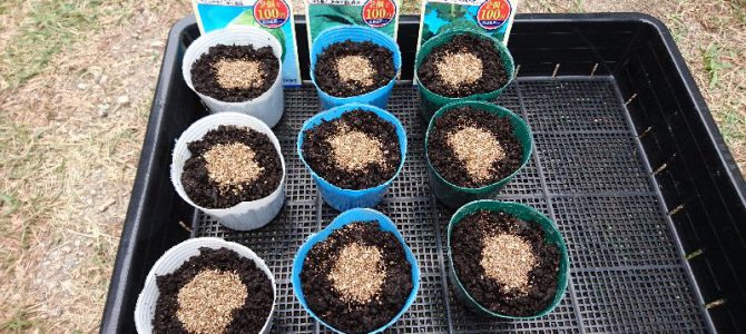 白菜、キャベツ、ブロッコリーの播種