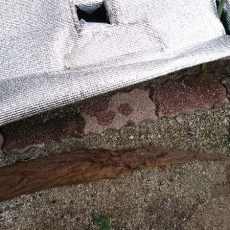 水耕栽培の大玉トマトの撤収