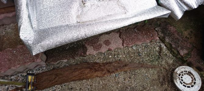 水耕栽培の大玉トマトの撤収 水耕栽培の大玉トマトの撤収