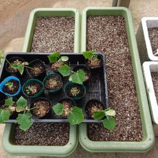 秋どりキュウリの定植