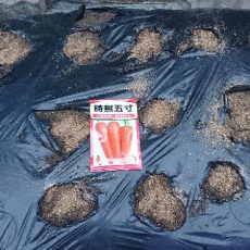 大根（エース、与作）とニンジン（時無五寸）の播種