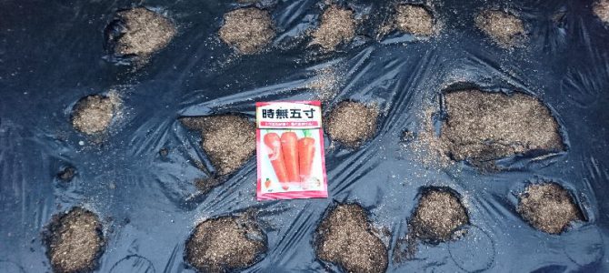 大根(エース、与作)とニンジン(時無五寸)の播種 大根(エース、与作)とニンジン(時無五寸)の播種