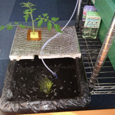 ミニトマト（ネネ）の室内水耕栽培開始