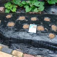 大根（大病総太り型）の播種