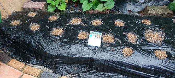 大根(大病総太り型)の播種 大根(大病総太り型)の播種