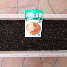 玉ねぎ（泉州中高黄）の播種