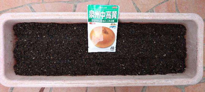 玉ねぎ(泉州中高黄)の播種 玉ねぎ(泉州中高黄)の播種