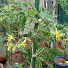 栽培日誌-20160924