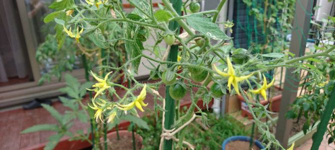 栽培日誌-20160924 栽培日誌-20160924