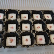 スナップエンドウの播種