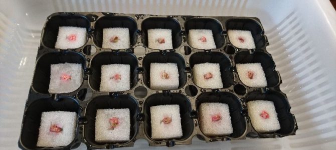 スナップエンドウの播種