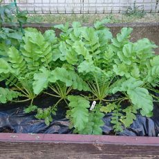 栽培日誌-20161030