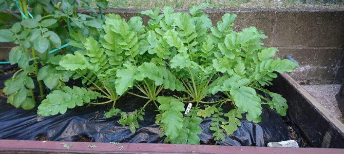 栽培日誌-20161030