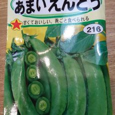 スナップエンドウの播種第2弾
