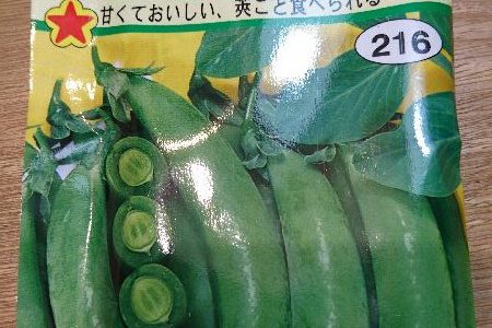 スナップエンドウの播種第2弾