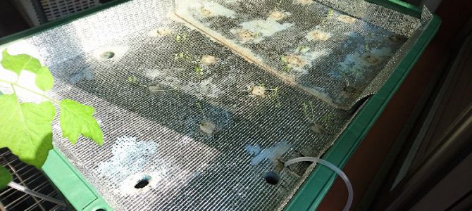 室内でプラ箱水耕栽培開始