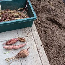 サツマイモの収穫