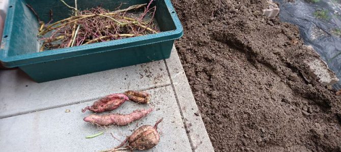 サツマイモの収穫