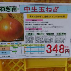 中生タマネギの定植