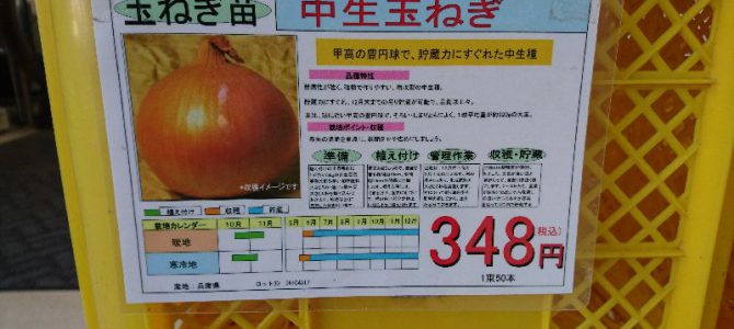 中生タマネギの定植