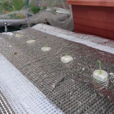 栽培日誌-20161112