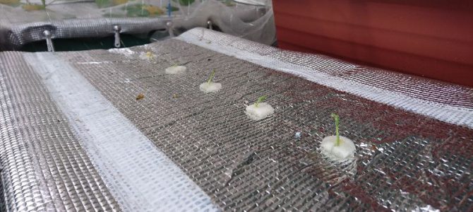 栽培日誌-20161112