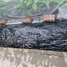 和室前にキャベツ定植