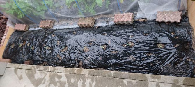 和室前にキャベツ定植