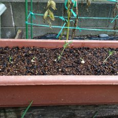 スナップエンドウのプランター定植