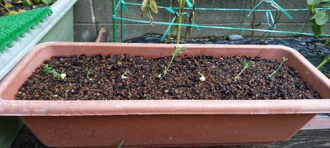 スナップエンドウのプランター定植