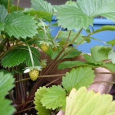 栽培日誌-20161123