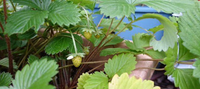 栽培日誌-20161123