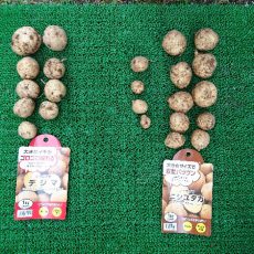 ジャガイモの収穫