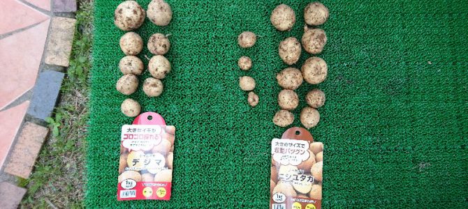 ジャガイモの収穫