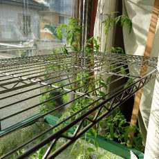 栽培日誌-20161203