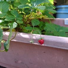 ワイルドストロベリーの初収穫