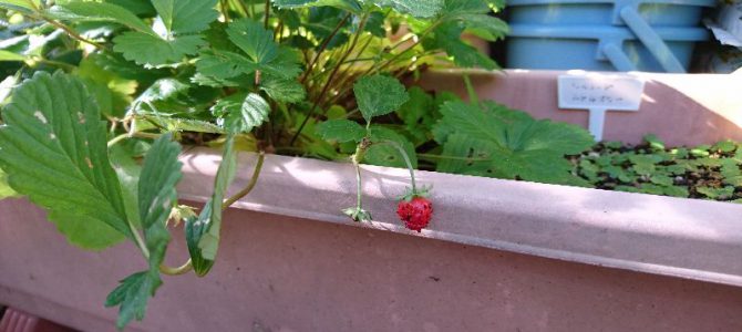 ワイルドストロベリーの初収穫