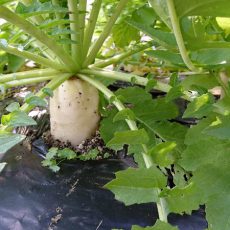 栽培日誌-20161218