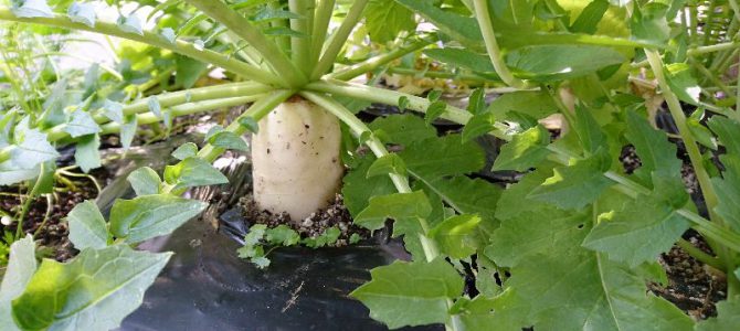 栽培日誌-20161218