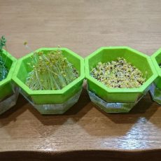 ブロッコリースプラウト栽培状態